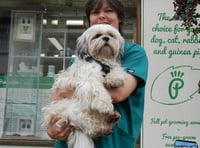 Please vote for local groomer, Sarah