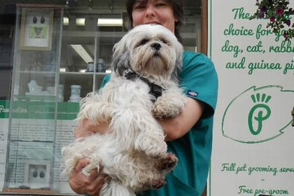 Please vote for local groomer, Sarah