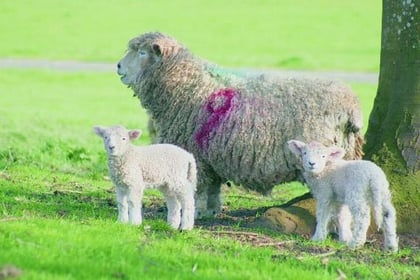 In-lamb ewes die after dog attack at Kennerleigh