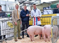 Virtual Livestock Show for Devon YFC members