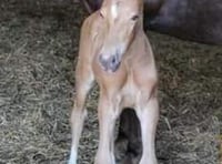 Missing Foal presumed stolen - can you help?