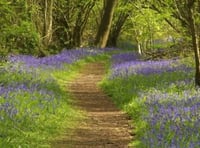 POSTPONED TO APRIL 23: See the bluebells at Byway Farm on Sunday
