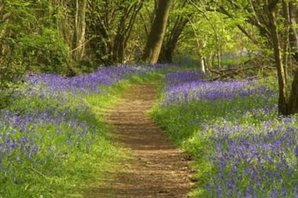 POSTPONED TO APRIL 23: See the bluebells at Byway Farm on Sunday
