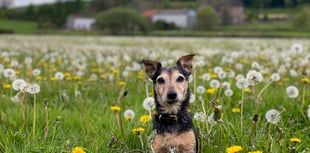 Lost terrier found down a rabbit hole 56 hours after going missing