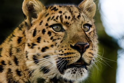 Watch the world's rarest leopard settle in at Dartmoor Zoo