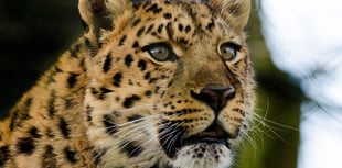 Watch the world's rarest leopard settle in at Dartmoor Zoo