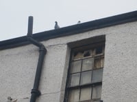 Crediton pigeons now have their home back at Stanbury Court
