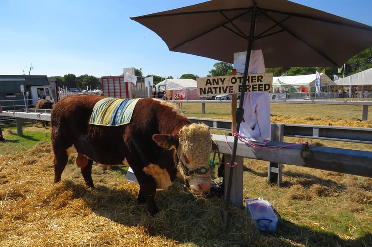 Okey Show 2022 cow cooling down