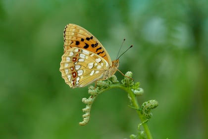 Good news for rare butterfly on Dartmoor
