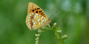 Good news for rare butterfly on Dartmoor
