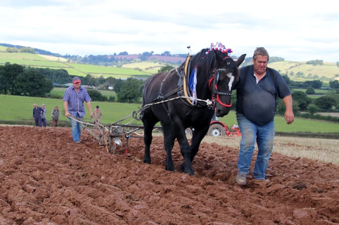 Horse ploughing at the Cheriton Fitzpaine and District Ploughing Association’s 76th annual Ploughing Match.  AQ 8789