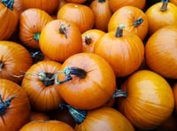 Pick-your-own Pumpkin Festival at Thorne’s Farm Shop