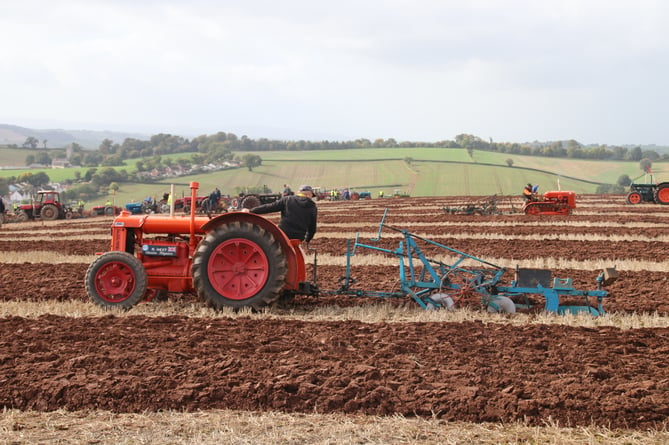 Competing in one of the classes at Mid Devon Ploughing Match.
