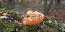 Urgent plea for people not to endanger wildlife by dumping pumpkins 
