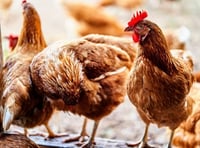 Birds must be kept indoors to stop spread of bird flu
