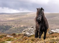 Agreement reached following Dartmoor wild camping discussions