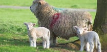 South West farmers fear rising dog attacks this Easter
