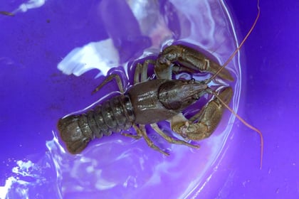 Plan to be developed to save endangered Crayfish in the Creedy! 
