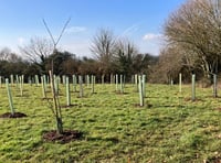 8 trees ‘disappeared’ from Crediton park after recent planting
