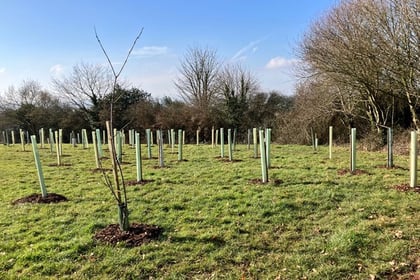 8 trees ‘disappeared’ from Crediton park after recent planting
