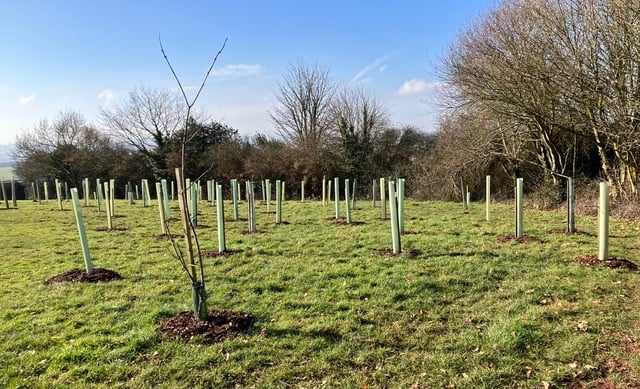 8 trees ‘disappeared’ from Crediton park after recent planting
