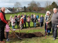 An English oak planted at Lapford as part of the Queen’s Green Canopy
