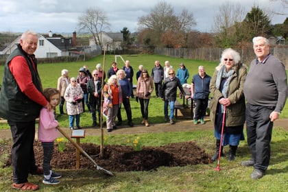 An English oak planted at Lapford as part of the Queen’s Green Canopy
