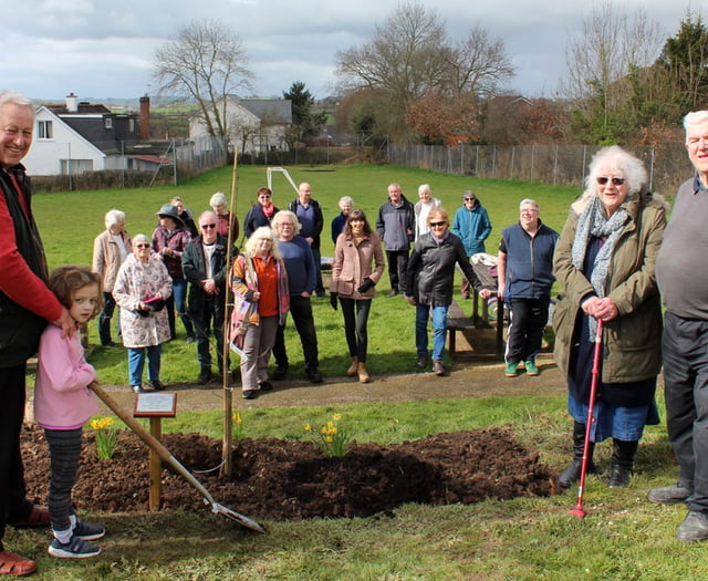 An English oak planted at Lapford as part of the Queen’s Green Canopy
