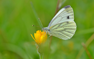 Hot dry summer impacts UK butterfly populations
