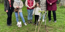 Ukrainian Kalina planted in Crediton park 
