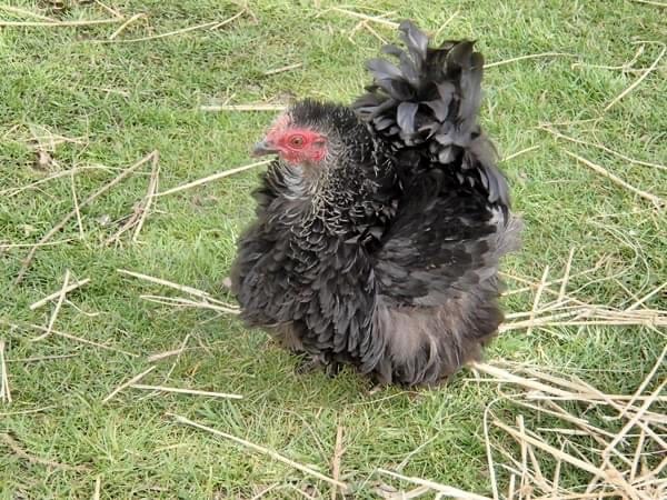 Stolen chicken thrown on rail line found alive after 5 weeks
