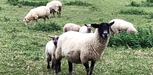 Fewer animals attacked in Devon