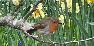 An inquisitive Robin pays a visit to a Crediton garden
