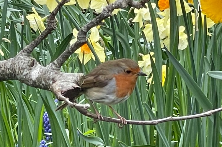 The Robin captured on camera by Alan Quick