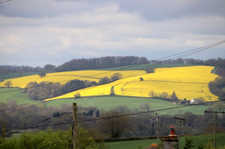 Bright yellow flowering rapeseed fields pictured near Coldridge in Mid Devon.  AQ 0461