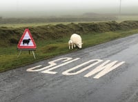 Be alert to heightened risk of sheep attacks during summer holidays