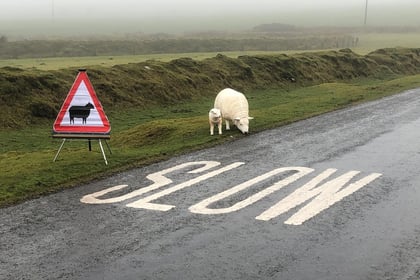 Be alert to heightened risk of sheep attacks during summer holidays