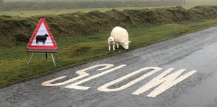 Be alert to heightened risk of sheep attacks during summer holidays