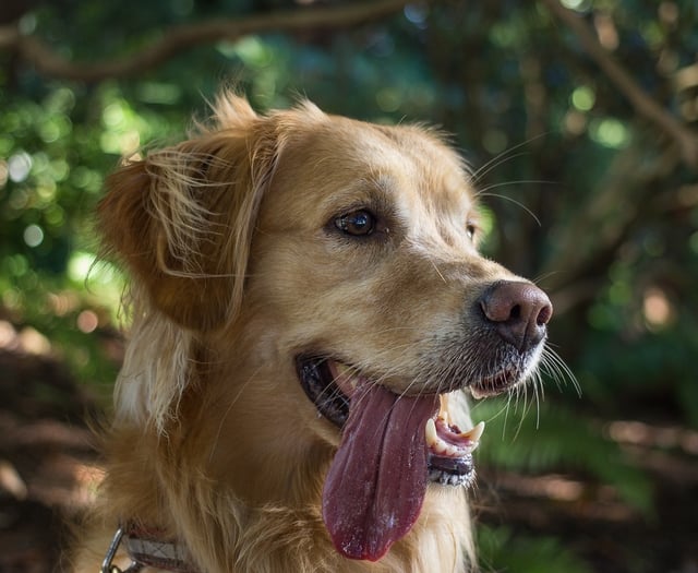 Dogs Trust issues warm weather guidance as summer temperatures rise 
