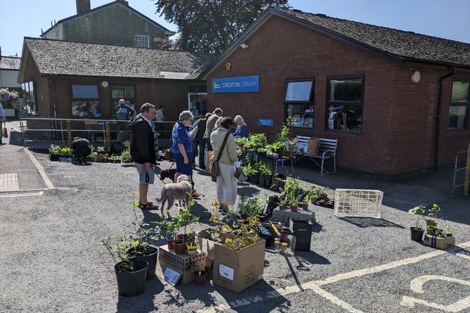 At the Crediton Garden Club sale at Crediton Library. 