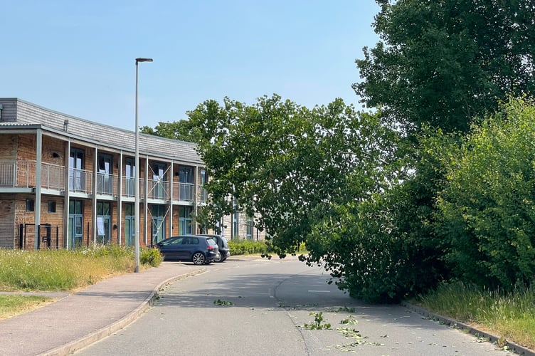 The tree across the road near the Crediton surgery.  AQ 0499