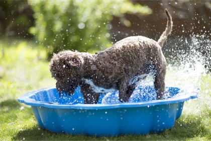 Summer dangers that could put your pet at risk 
