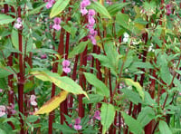 Volunteers needed for annual Himalayan Balsam clearance