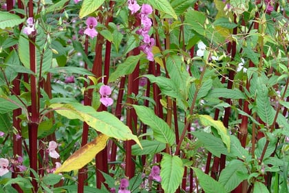 Volunteers needed for annual Himalayan Balsam clearance