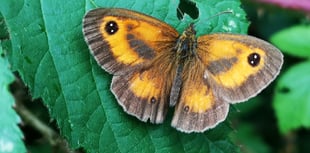 Get involved in the big butterfly count