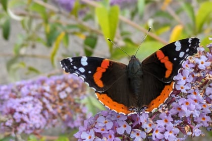 Big Butterfly Census paints mixed picture