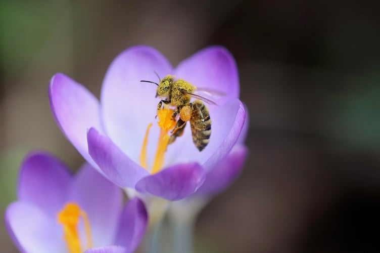 A pollinated bee