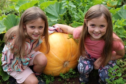 Grandad's sunflowers and pumpkins delight twin granddaughters
