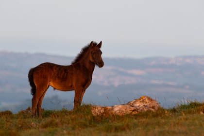 Dartmoor Pony Heritage Trust photography competition winners
