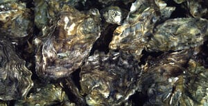 Oyster herpesvirus disease confirmed in River Teign and River Exe
